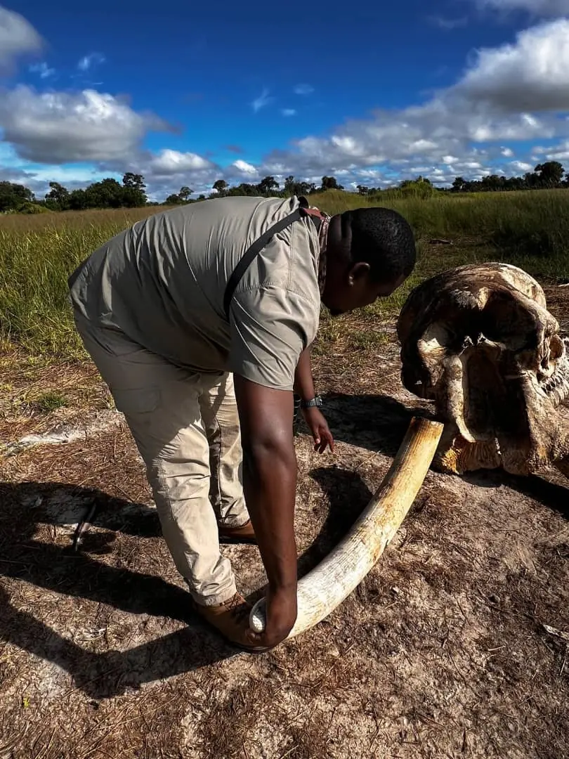 A guide showing guests an elephant skull and tusk at sunset