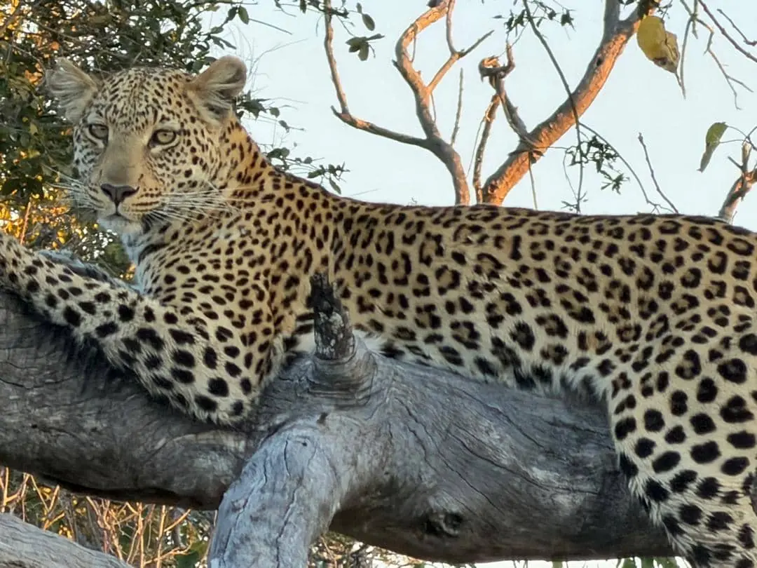 Leopard alert on a branch, close enough to fill the frame
