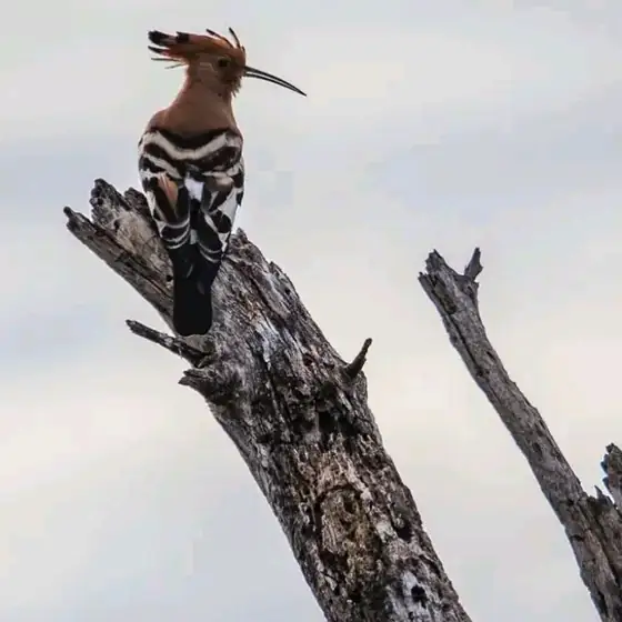 African hoopoe on a bare stump, crest raised