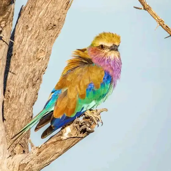 Lilac-breasted roller in full colour on a branch