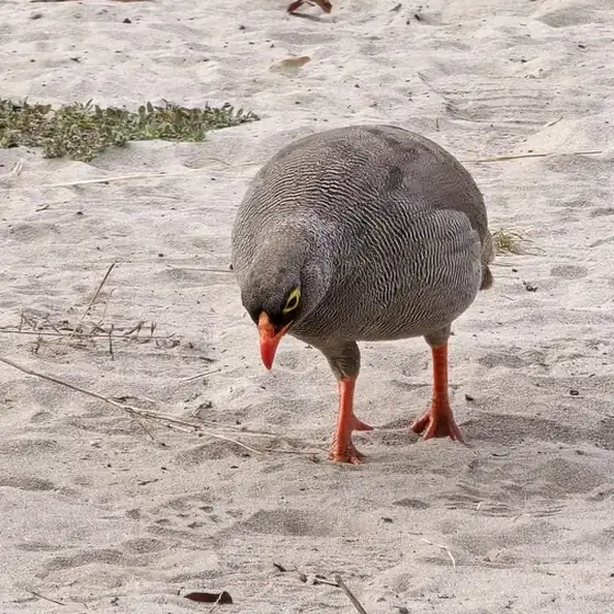 Red-billed francolin foraging on white sand