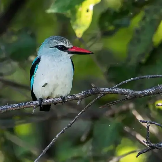 Woodland kingfisher perched in green shade
