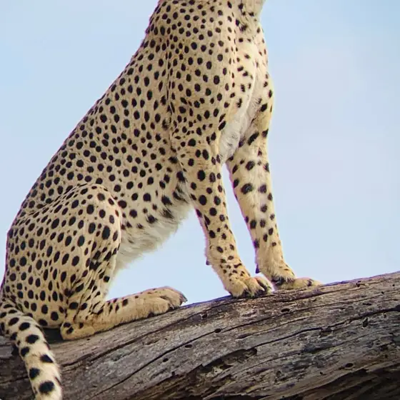 Cheetah on a log against open blue sky