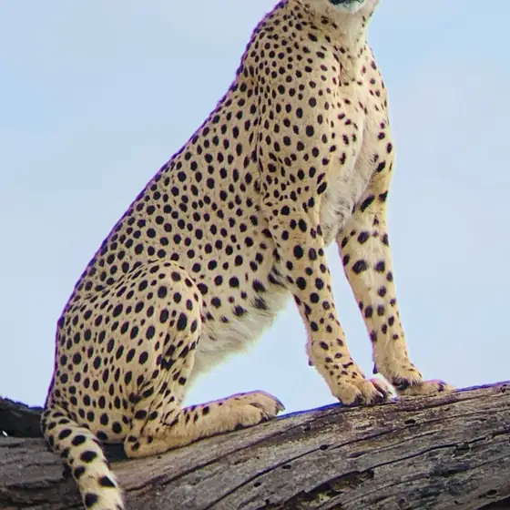 Cheetah sitting tall on a fallen log