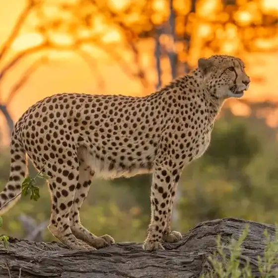 Cheetah on a log against a glowing sunset