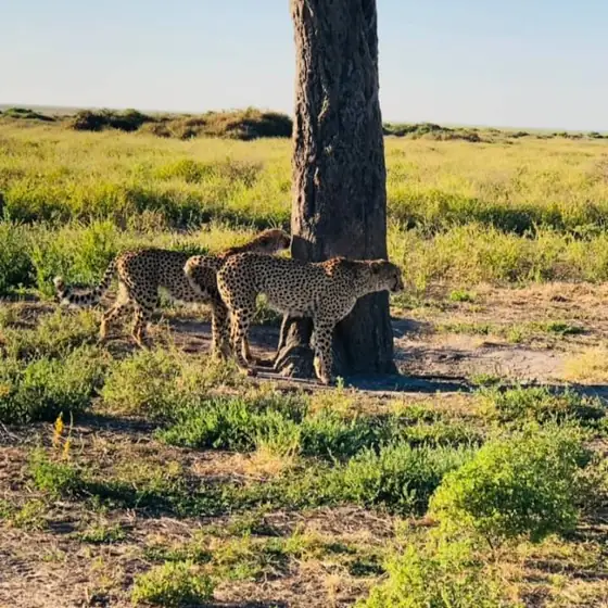 Two cheetahs in the shade of a big tree