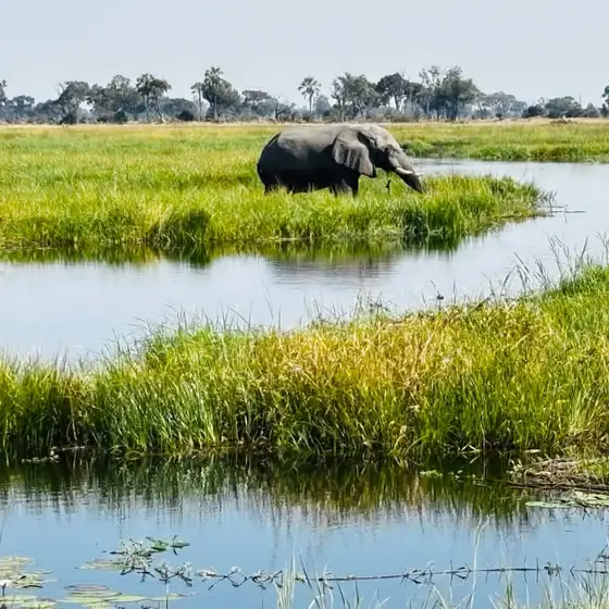 Elephant feeding beside a clear delta channel