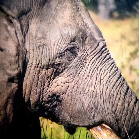 Close portrait of an elephant's eye and folded ear