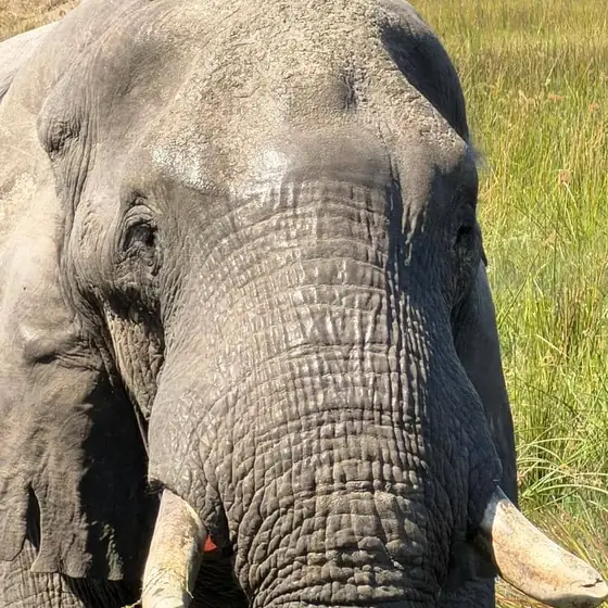 Bull elephant head on, tusks lowered