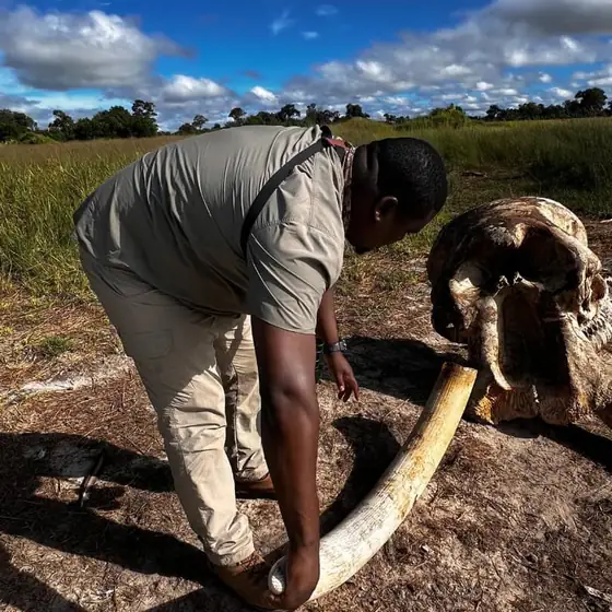 Guide showing guests an elephant skull and tusk at sunset