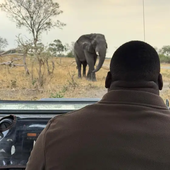 Guide watching a bull elephant from the vehicle
