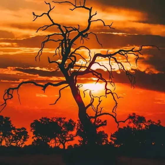 Bare acacia silhouetted against a burning orange Botswana sunset