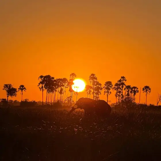 Elephant silhouetted beneath palms at sunset