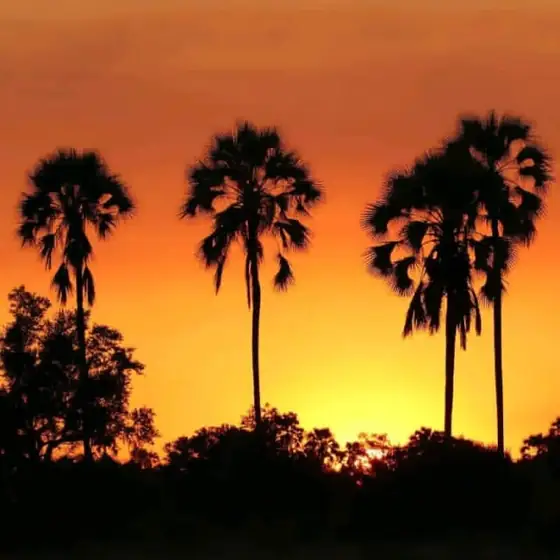 Fan palms silhouetted against an orange sunset