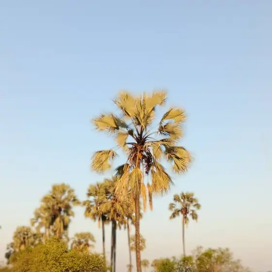 Cluster of fan palms with the moon rising behind