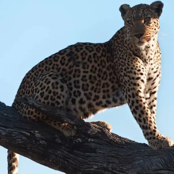 Leopard poised on a branch against deep blue sky