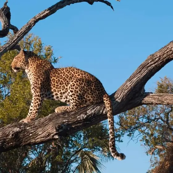 Leopard lying along a branch against clear blue sky