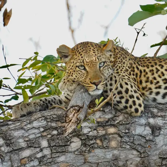 Leopard lying along a marula branch with the remains of a kill