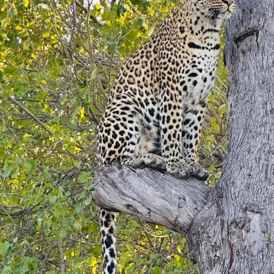 Leopard climbing a tree, tail hanging below