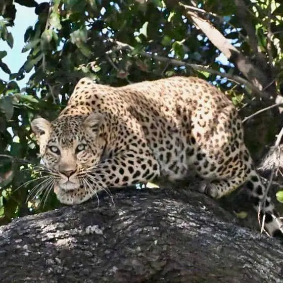 Leopard crouched low along a thick branch