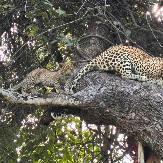 Leopard and cub sharing a horizontal branch high in a tree