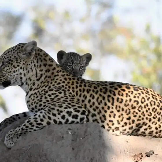 Leopardess and cub side by side on a termite mound