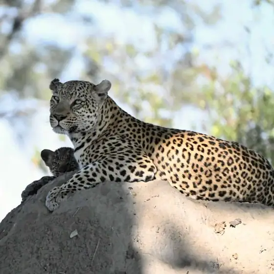 Leopardess and cub on a termite mound
