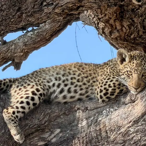 Leopard cub framed in the hollow of an old tree