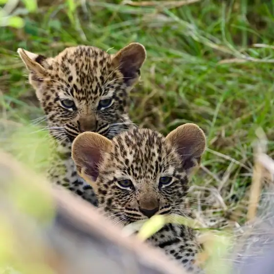 Two leopard cubs peering out of the grass