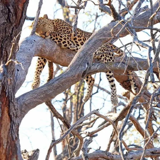Leopard stretched along the limbs of a bare dead tree