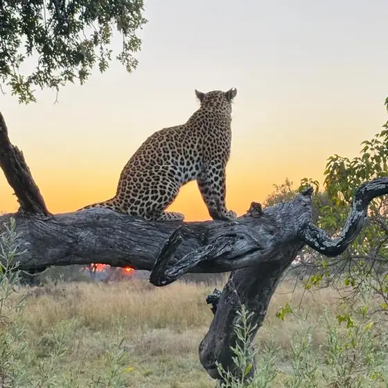 Leopard silhouetted on a dead log at dusk