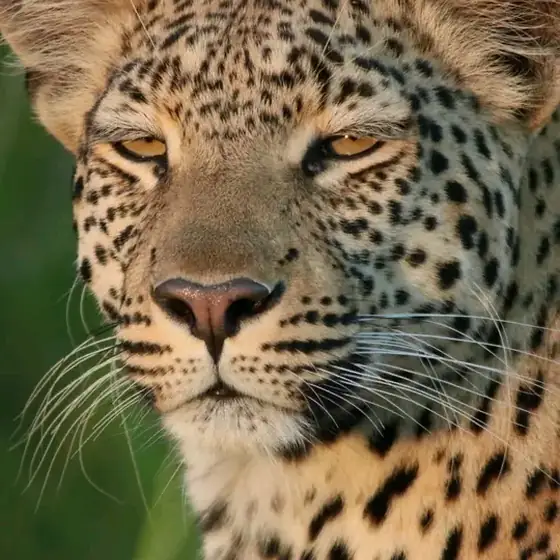 Frame-filling portrait of a leopard's face