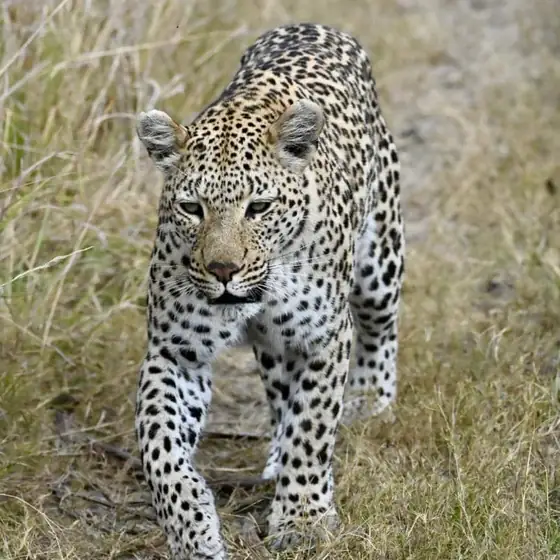 Leopard walking head-on down a game path