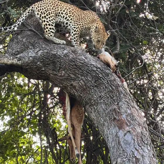 Leopard hauling an impala kill up a curving branch