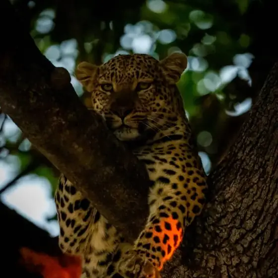 Leopard watching from the fork of a shady fig tree