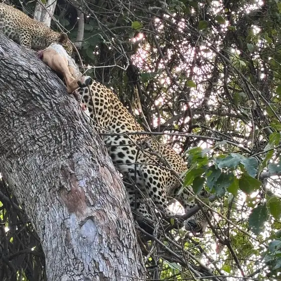 Leopard with a kill high in a tree