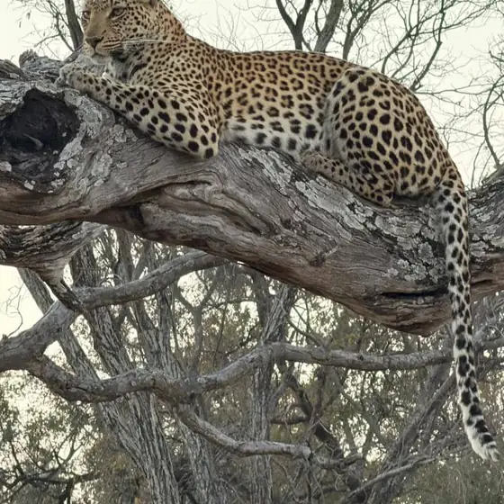 Leopard sprawled in a bleached leadwood tree
