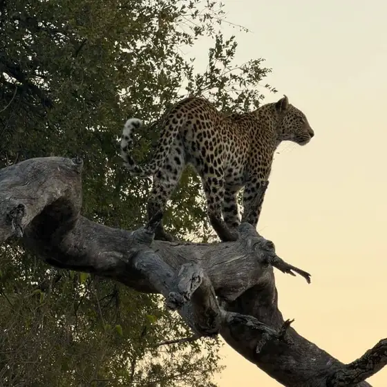 Leopard on a dead log in soft dusk light