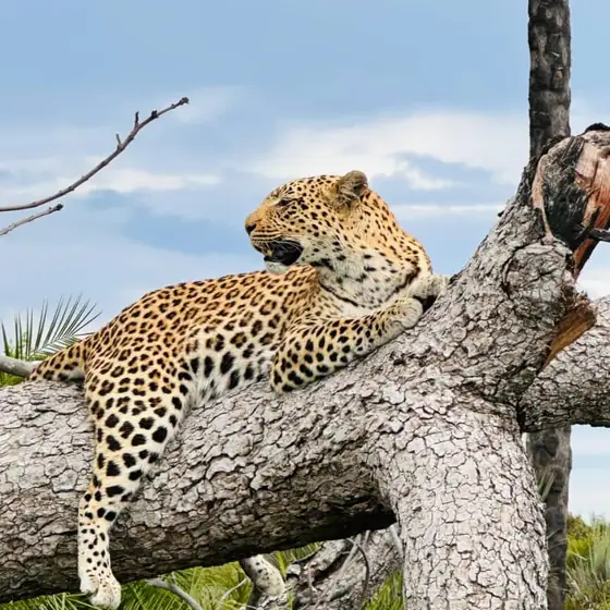Leopard lying on a log with a kill wedged above