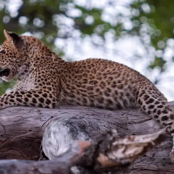Leopard in profile on a pale fallen log