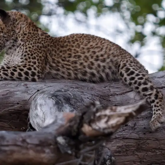 Leopard resting along a smooth fallen log