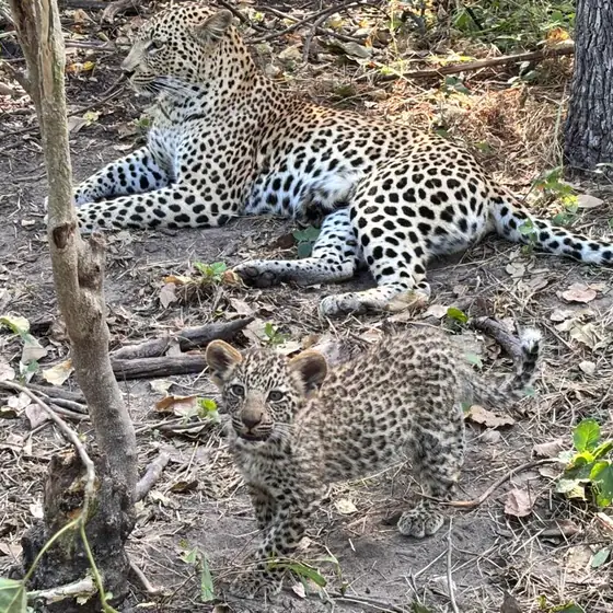 Leopard mother resting while her small cub plays nearby