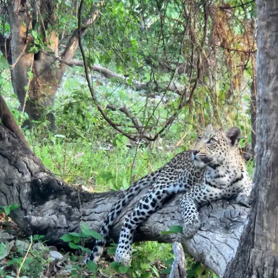 Leopard resting on a fallen log in green riverine forest