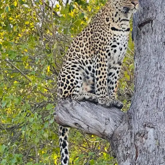 Leopard sitting upright in a green-leafed tree