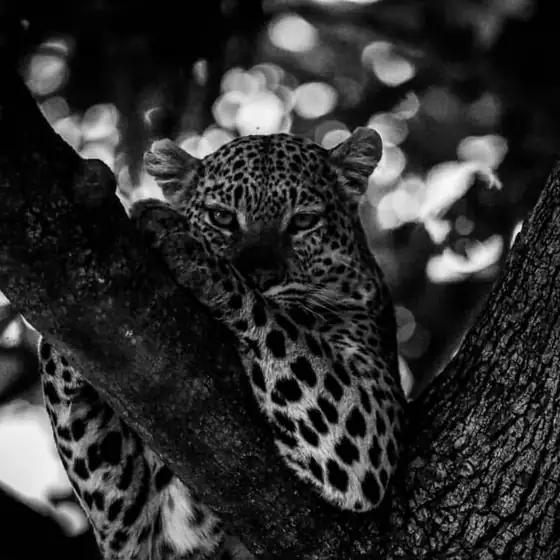 Leopard peering through branches, black and white
