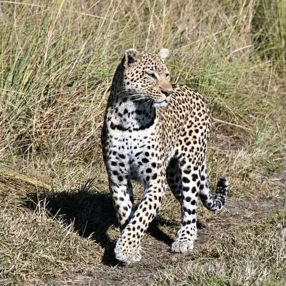 Leopard striding through pale winter grass
