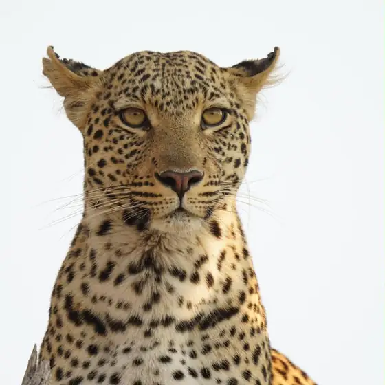Leopard portrait against a bright white sky