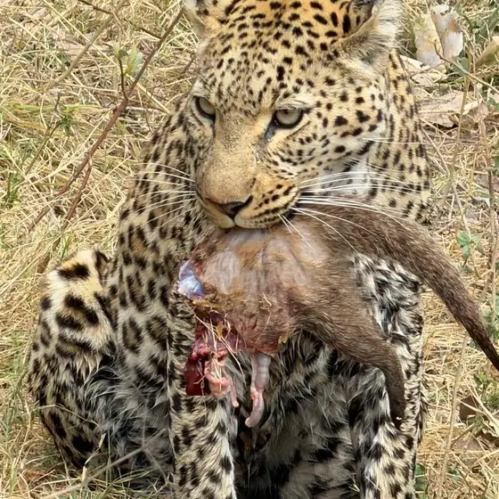 Leopard carrying a kill through dry grass