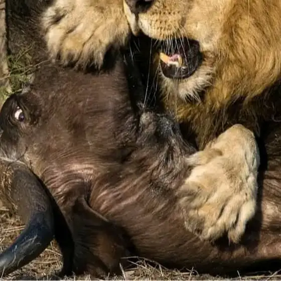 Male lion holding a buffalo kill, close up