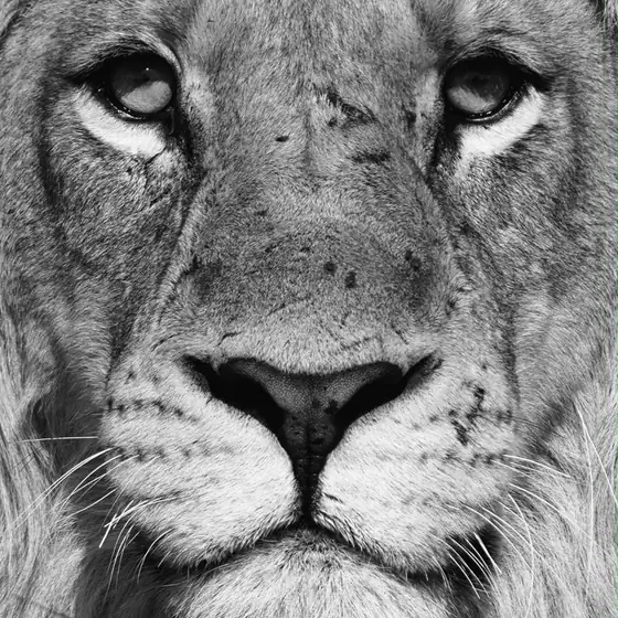 Portrait of a scarred male lion's face in black and white